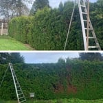 Pruning