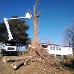 Tree Services