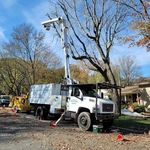 Tree Services