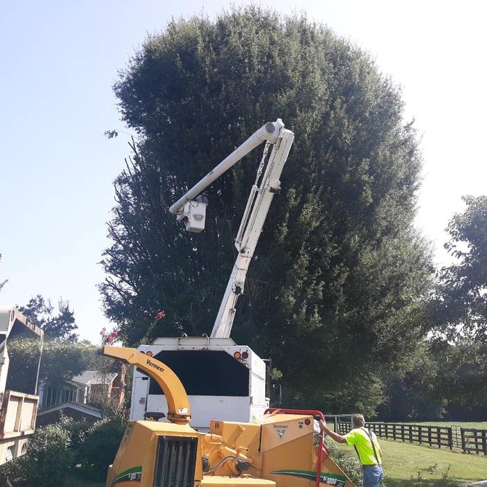 Tree Services