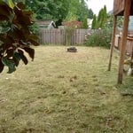Leaf Removal Project