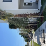 ONX homes
