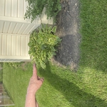 Landscaping Project
