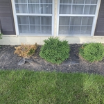 Landscaping Project
