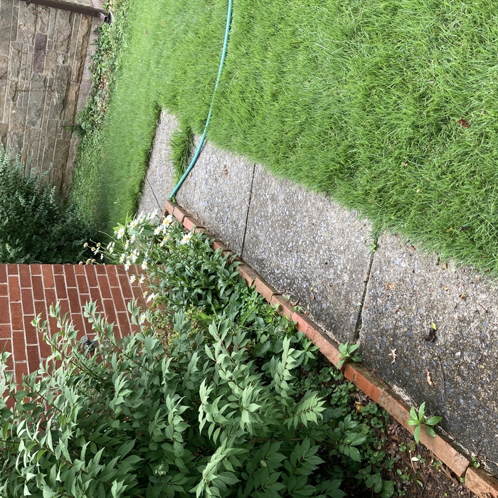 Concrete Sidewalks and Stairs