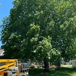 Before lower branch removal.