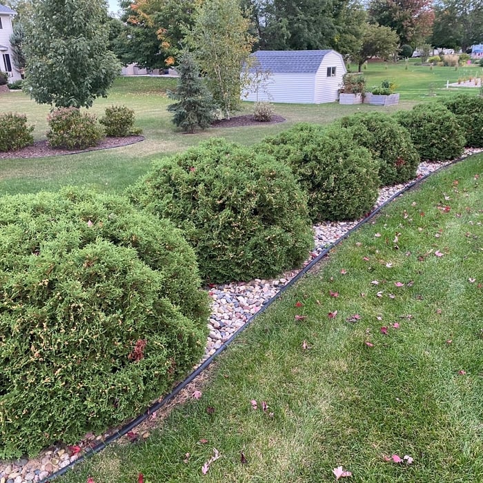 Before trimming plants back in fall, for a fresh growth spring.