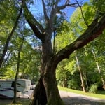 Tree Service Project