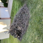Tree Service Project