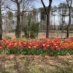 Landscaping Project