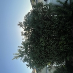 Tree Service Project