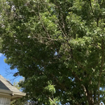Tree Service Project