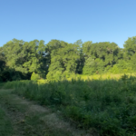 Cleared out 6 acres of land in these photos before and after picture