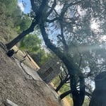 Tree Service Project