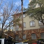 Palm tree coming down