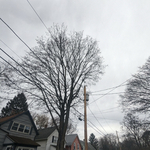 Tree Service Project