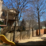 Before Tree Removal