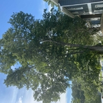 Tree Service Project