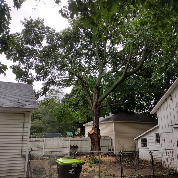Tree trimmed so no branches are over hanging customer home.