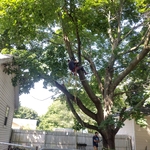 Tree be for anything was removed