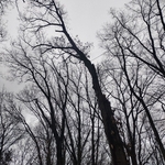 Tree Services