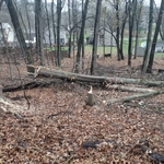 Tree Services