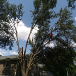 Tree Service Project