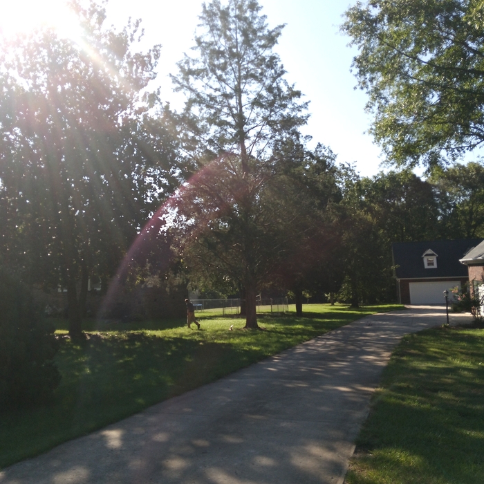 Tree Service Project
