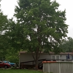 One Tree Down