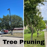 Side trim trees from building, raise canopy
