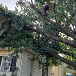 Tree was in a spot to where no equipment could be brought in.
This is where experience and climbing trees safely pays off.