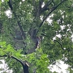 In hickory tree installing cable