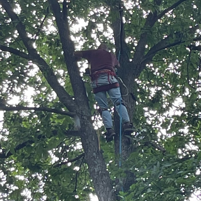 Installing eye rings into tree to secure cables