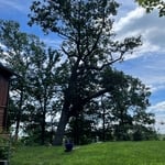 100+ yr old chestnut oak tree