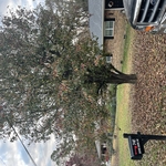 Tree Service Project