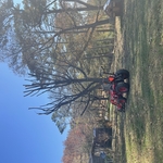 Tree Service Project