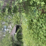 Landscaping Project