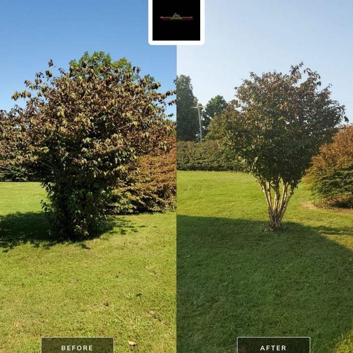 Trim and maintain Shrub