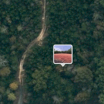 Visual of the area prior to clearing.