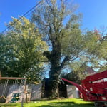 The Giant Ivy Tree