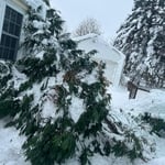Emergency Tree Removal