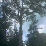 Landscaping Project