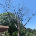 full removal
