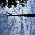 Tree Service Project