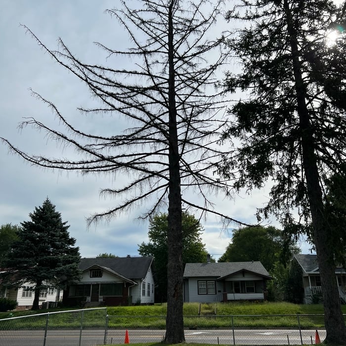 Tree Service Project