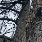 Black pine with extreme case of beetles