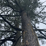 Black pine with extreme case of beetles