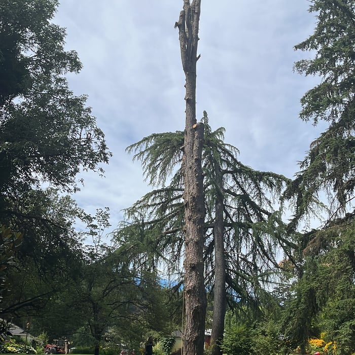 Black pine with extreme case of beetles