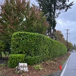Laurel hedge