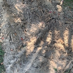 stumps